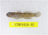 藏品(椰子黑鰕虎)的圖片